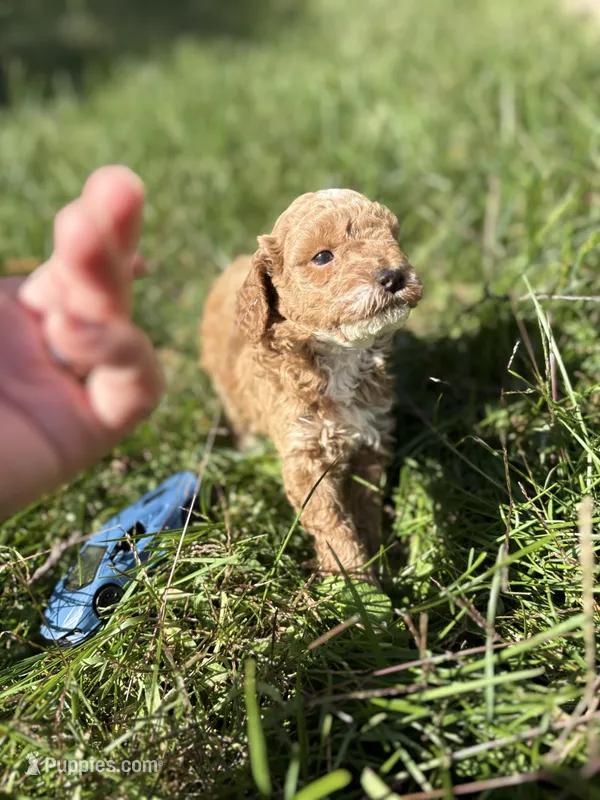 Willow – Goldendoodle puppy for sale in Oak Lawn, IL