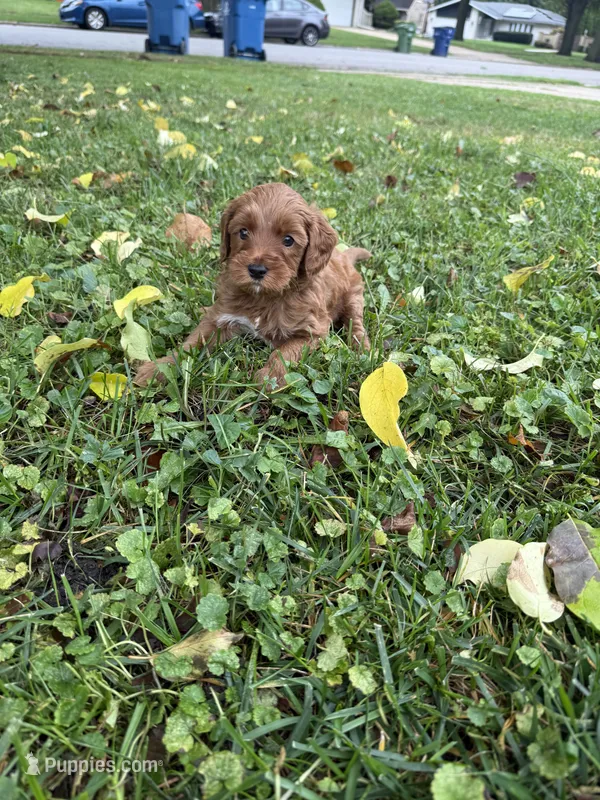 Piper – Goldendoodle puppy for sale in Oak Lawn, IL