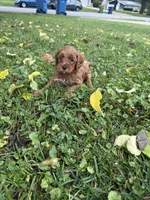 Piper, a male Goldendoodle for sale in Oak Lawn, IL – 1 of 1