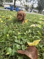 Hershey, a male Goldendoodle for sale in Oak Lawn, IL – 1 of 1