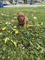 Goose, a male Goldendoodle for sale in Oak Lawn, IL – 1 of 1