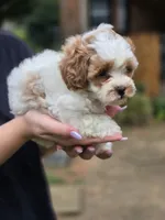Rose, a female Shihpoo for sale in Monroe, NC – 3 of 3