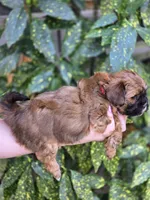 Penny, a female Shihpoo for sale in Monroe, NC – Photo 3 of 3