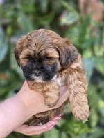 Penny, a female Shihpoo for sale in Monroe, NC – Photo 2 of 3