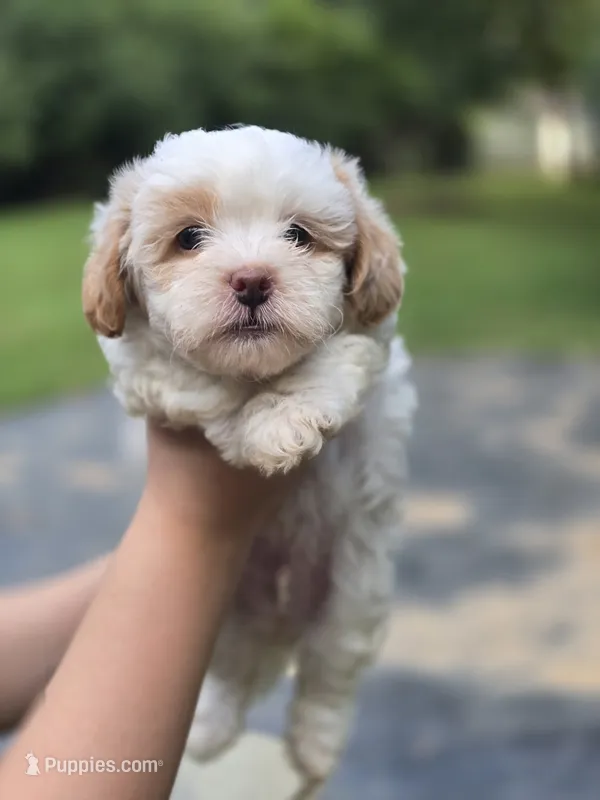 Jack frost  – Shihpoo puppy for sale in Monroe, NC