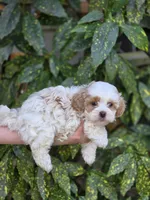 Princess, a female Shihpoo for sale in Monroe, NC – Photo 3 of 3