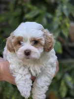 Princess, a female Shihpoo for sale in Monroe, NC – Photo 1 of 3