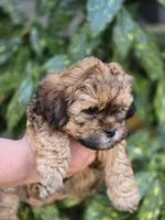 Bubba, a male Shihpoo for sale in Monroe, NC – Photo 2 of 3