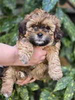 Bubba, a male Shihpoo for sale in Monroe, NC – Photo 1 of 3