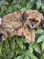Bubba, a male Shihpoo for sale in Monroe, NC – Photo 3 of 3