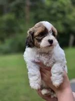 Munchkin, a male Shihpoo for sale in Monroe, NC – 1 of 3