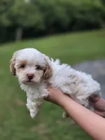Jack frost , a male Shihpoo for sale in Monroe, NC – 2 of 3