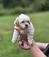 Snow White, a female Shihpoo for sale in Monroe, NC – 2 of 3