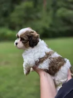 Munchkin, a male Shihpoo for sale in Monroe, NC – 2 of 3