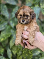 Tiny, a male Shihpoo for sale in Monroe, NC – Photo 2 of 3