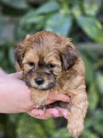 Tiny, a male Shihpoo for sale in Monroe, NC – Photo 1 of 3