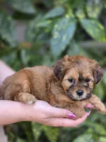 Tiny, a male Shihpoo for sale in Monroe, NC – Photo 3 of 3