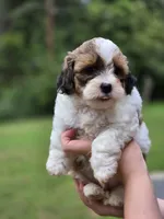 Munchkin, a male Shihpoo for sale in Monroe, NC – 3 of 3
