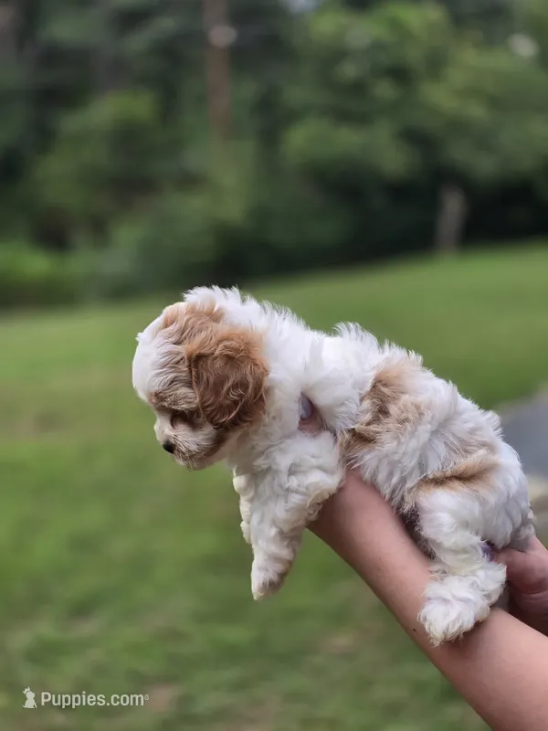 Rose – Shihpoo puppy on hold in Monroe, NC