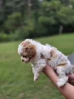 Rose, a female Shihpoo for sale in Monroe, NC – 1 of 3