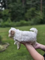 Snow White, a female Shihpoo for sale in Monroe, NC – 3 of 3