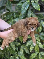 Gigi, a female Shihpoo for sale in Monroe, NC – Photo 2 of 3