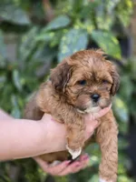 Gigi, a female Shihpoo for sale in Monroe, NC – Photo 1 of 3
