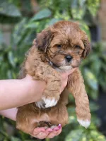 Gigi, a female Shihpoo for sale in Monroe, NC – Photo 3 of 3