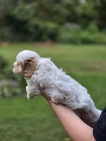 Jack frost , a male Shihpoo for sale in Monroe, NC – 3 of 3