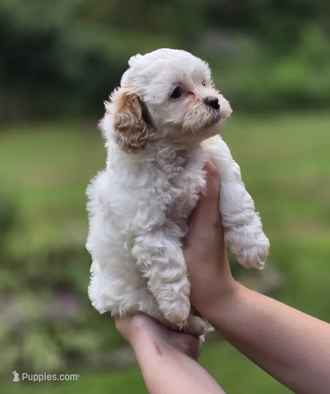 Snow White – Shihpoo puppy for sale in Monroe, NC