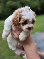 Rose, a female Shihpoo for sale in Monroe, NC – 2 of 3