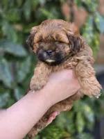 Poppy, a female Shihpoo for sale in Monroe, NC – Photo 1 of 3
