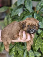 Poppy, a female Shihpoo for sale in Monroe, NC – Photo 2 of 3