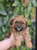 Poppy, a female Shihpoo for sale in Monroe, NC – Photo 3 of 3