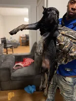 Lime Green Collar - ChiChi, a female Cane Corso for sale in Atlanta, GA – 3 of 5