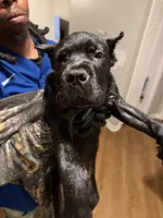 Tan Collar - Pearl, a female Cane Corso for sale in Atlanta, GA – 3 of 5