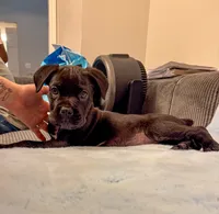 Tan Collar, a female Cane Corso for sale in Atlanta, GA – 2 of 4