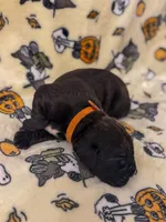 Orange Collar- Moose, a male Cane Corso for sale in Atlanta, GA – 3 of 5