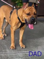 Tan Collar, a female Cane Corso for sale in Atlanta, GA – 3 of 4