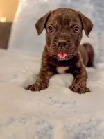 Red Collar, a male Cane Corso for sale in Atlanta, GA – 1 of 4