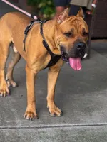 Orange Collar, a male Cane Corso for sale in Atlanta, GA – 3 of 4