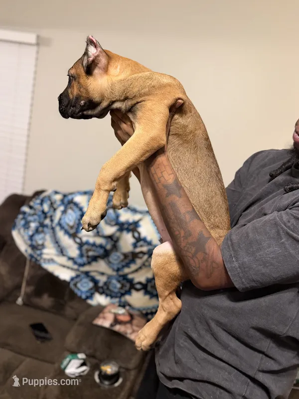Silver collar – Cane Corso puppy for sale in Atlanta, GA
