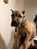 Light Purple Collar - Autumn, a female Cane Corso for sale in Atlanta, GA – 1 of 5