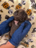Brown Collar- Sandi, a female Cane Corso for sale in Atlanta, GA – 4 of 6