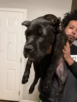 Yellow Collar - LaLa, a female Cane Corso for sale in Atlanta, GA – 2 of 4