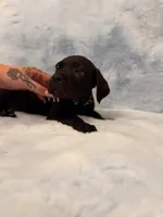 Light Blue Collar, a female Cane Corso for sale in Atlanta, GA – 1 of 4
