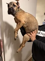 Light Purple Collar - Autumn, a female Cane Corso for sale in Atlanta, GA – 2 of 5