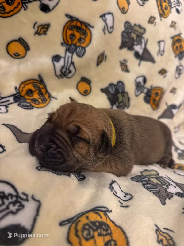 Yellow Collar- Star – Cane Corso puppy for sale in Atlanta, GA