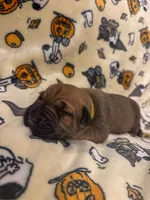Yellow Collar- Star, a female Cane Corso for sale in Atlanta, GA – 1 of 5