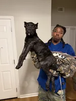 Yellow Collar - LaLa, a female Cane Corso for sale in Atlanta, GA – 1 of 4